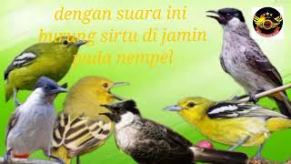 Download lagu Suara pikat burung sirtu ribut ‼️kombinasi kutilang mp3