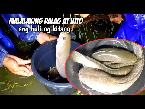 EP221.P2: MALALAKING DALAG AT HITO ANG NAHULI SA PANGINGITANG