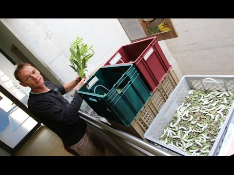 Seidenraupenzucht im Treppenhaus - Lorenz De Valliers Samiazucht in Zürich West