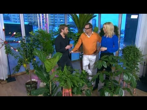 , title : 'Mörkret dödar krukväxterna - så räddar du deras liv - Nyhetsmorgon (TV4)'