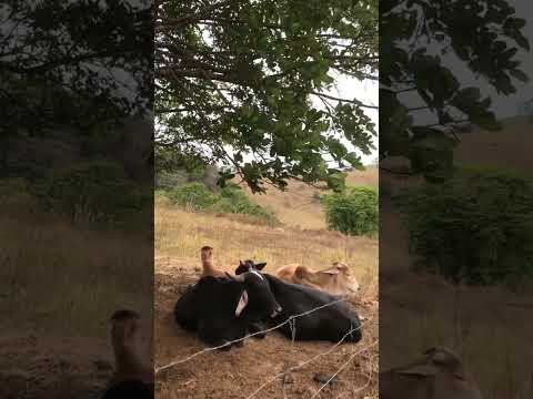 Minas Gerais: desvende a vida no campo mais linda
