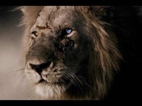 SBIFF Trailer - The Bastard King