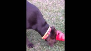 Juegos, consejos y trabajos para dentro y fuera de casa con tu perro.