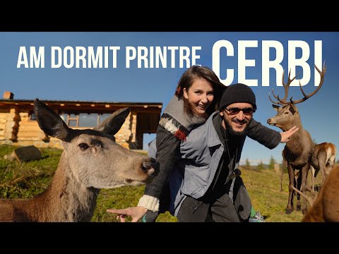 ACASA la IMBLANZITORUL DE CERBI! O experienta inedita in Bucovina, ROMANIA