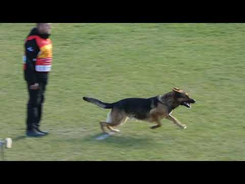 WUSV 2021  AUT 1 - HASELMAIER ROLAND & WOODSTOCK VOM HAUS PIXNER B 93