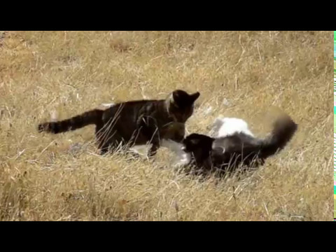 Cat Fight slow motion