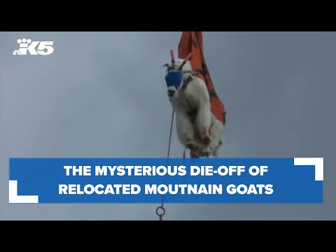 What caused the die-off of hundreds of relocated mountain goats in the North Cascades?