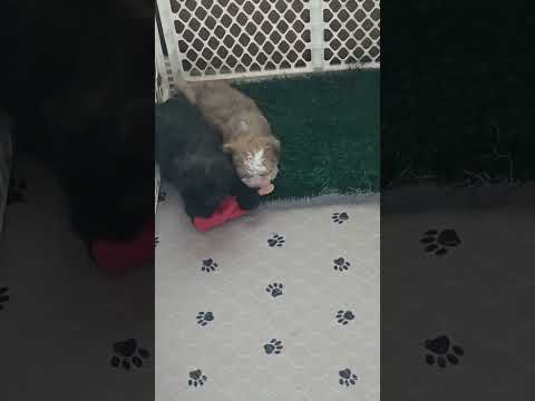 GCH Razia & Linus pups born 4-20-25