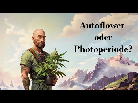 Autoflower oder Photoperiode? Das ist besser für deinen ersten Grow