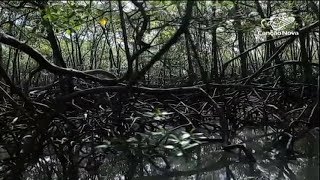 Miniatura do vídeo