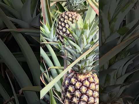 Producción de Piña en San Juan de la Concepción, Masaya #agricultura  #tecnologíaagrícola