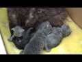 Fair And Square Lizzy S Kittens 22 06 2014
