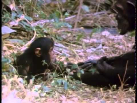 Really WIld Animals: Hanging With the Primates