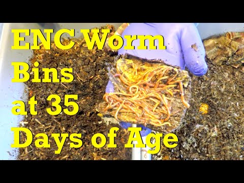 35-day European nightcrawler systems with compostable bag - vermicompost