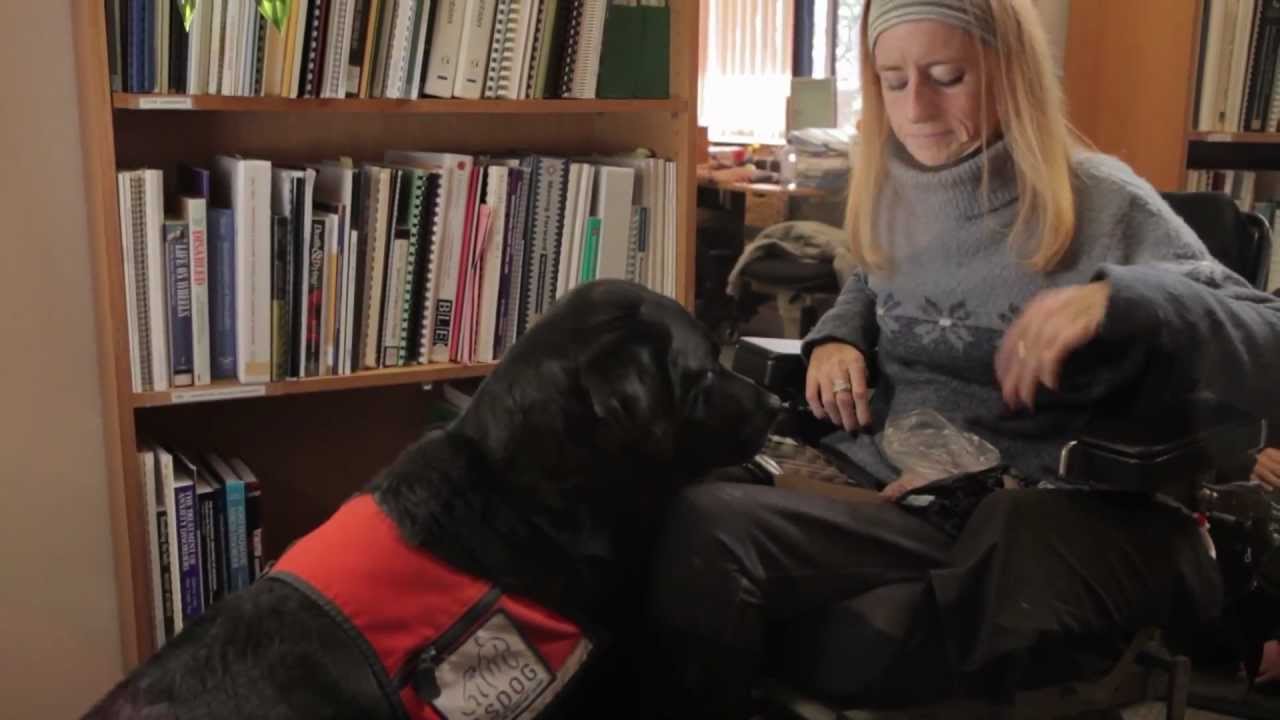 What Next - Assistance dogs