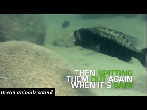 Mouthbrooding fish inside the mouth 100baby fish in side of mother. love of mother fish