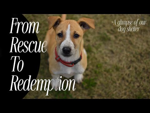 From RESCUE to REDEMPTION: A GLIMPSE of our DOG SHELTER