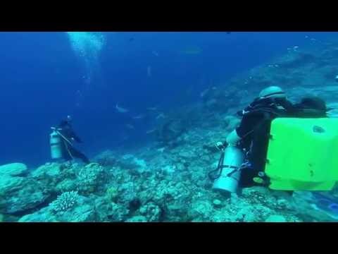 mergulho com tubarão chuuk