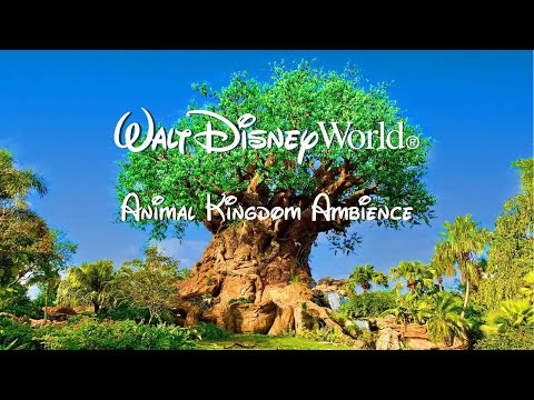 Disney Animal Kingdom Tree Of Life Ambience - WDW Today Channel