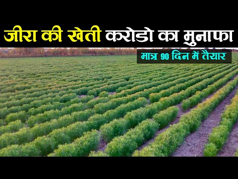 जीरा की खेती कैसे करे