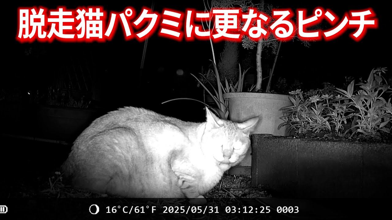 ④臆病猫パクミ行方不明16日 群がるアリ！驚きの害獣出没