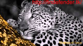 Free Spirit Omar Akram