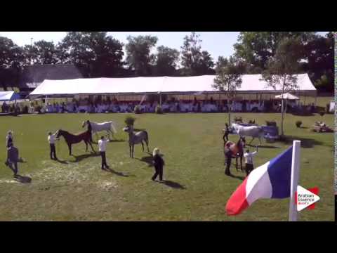 Senior Mares Championship