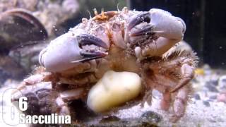 Top 10 ZOMBIE Parasites (Warning: It's a bit graphic...)