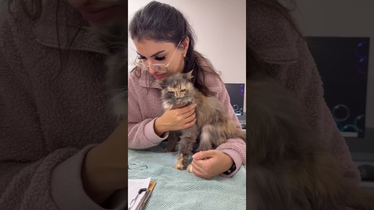 130 Cats Fill Their Bellies video