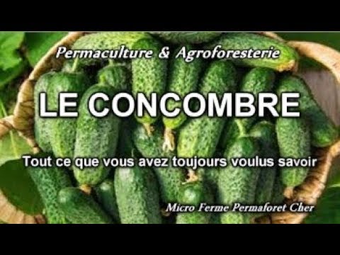 , title : '🌱 CONCOMBRE / "CORNICHON" DE A à Z AU JARDIN POTAGER EN PERMACULTURE DOCUMENTAIRE NATURE Planter'