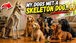 Dogs Meet GIANT Skeleton! #funnydogreactions
