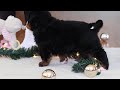 Bernese Mountain Dog dogs for sale: Princess Star - Video 1