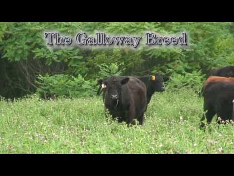 GrassFed Beef: Buy 100% Grassfed & Grass-Finished Beef...