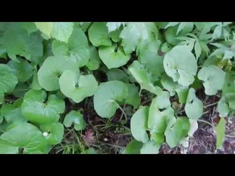 2014 Nature of Technology Camp video by Elizabeth