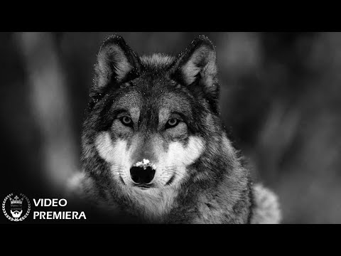 T1One - Волки