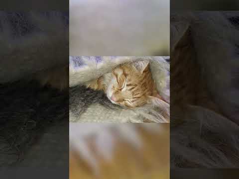 🐱My Big Cat Family_Dimusik & Liusia #short #shorts #catsshortsvideo #cats #catsvideo