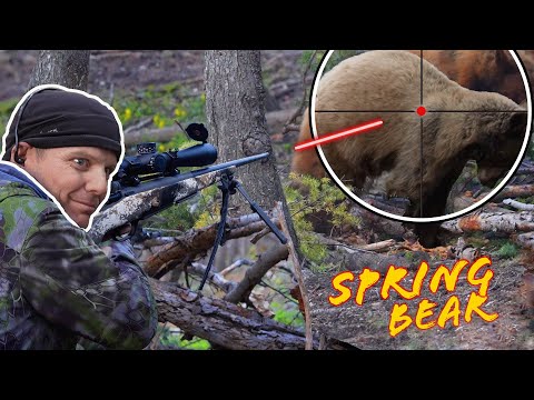 Baited Bear Hunt in Utah | 4K FILM