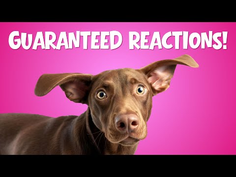 Play This When Your Dog Is Bored 🐶 Sounds for Dogs