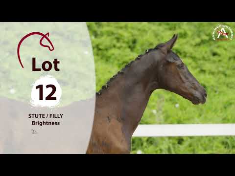 🍀 www.fohlenauktion.at - Nr. 1️⃣2️⃣ Brightness v. So Perfect - Bretton Woods - Florencio I