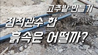 점적관수 한 흙속은 어떨까? 두둑만들고 점적깔고 고추밭 만들기