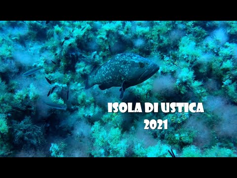 Diving in Ustica Island (2021)
