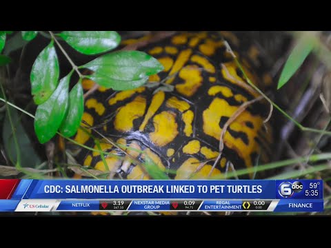 Pet turtles linked to multi- state outbreak of Salmonella infections