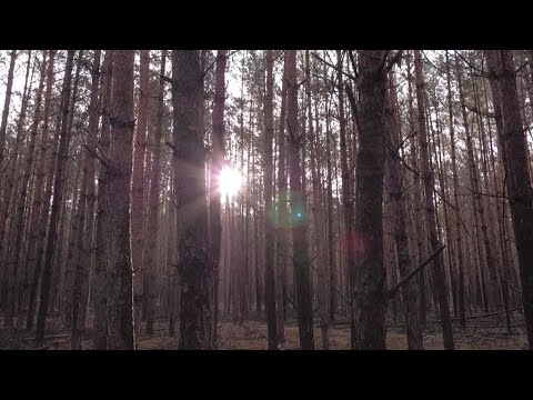 Germany's climate-stressed forests