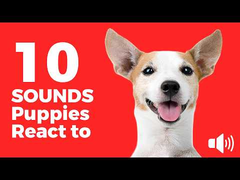 10 Dog Sounds Puppies React to the Most 🐶