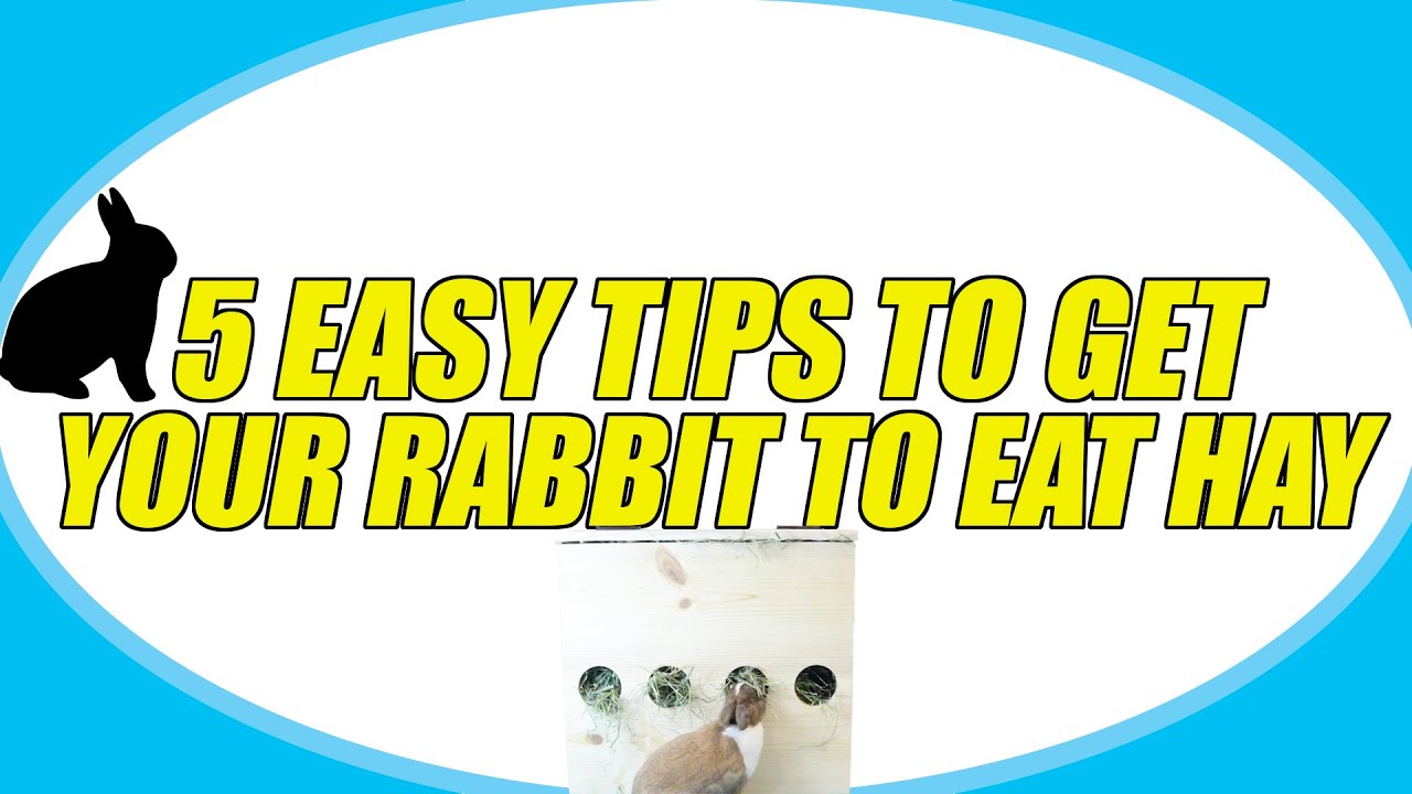 Watch video 5 EASY TIPS TO GET YOUR RABBIT TO EAT HAY! Now 5 EASY TIPS TO GET YOUR RABBIT TO EAT HAY!