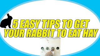 5 EASY TIPS TO GET YOUR RABBIT TO EAT HAY!
