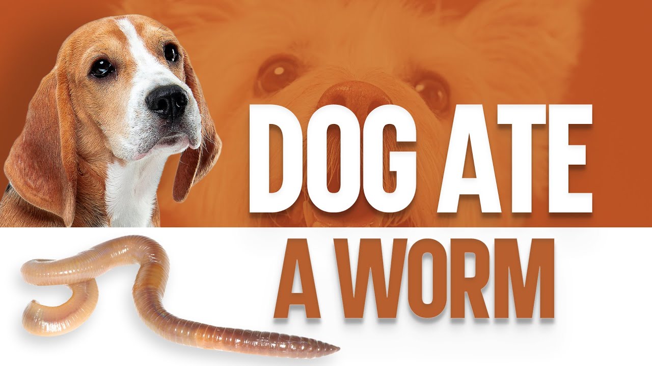 Is it OK for my dog to eat worms? Tipseri