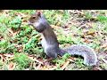Fall in DUKE UNIVERSITY - a HD time lapse video by.