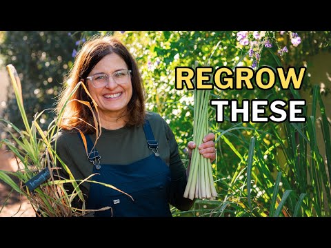 How to Grow Lemongrass (Regrow Store Stalks, Harvest, Divide)