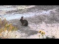 USA - Rabbit at Badlands NP
